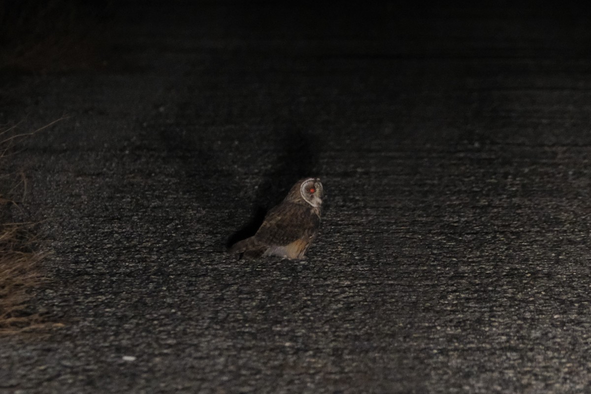 Long-eared Owl - ML645347981