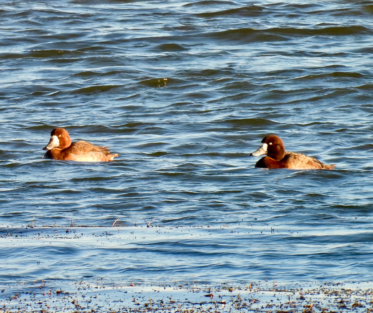 スズガモ - ML645347982