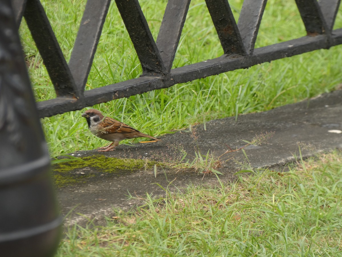 Eurasian Tree Sparrow - ML645347999