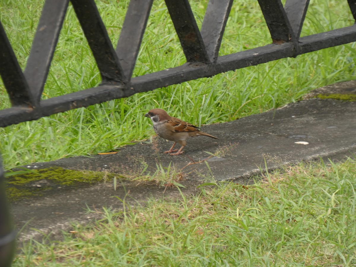 Eurasian Tree Sparrow - ML645348000