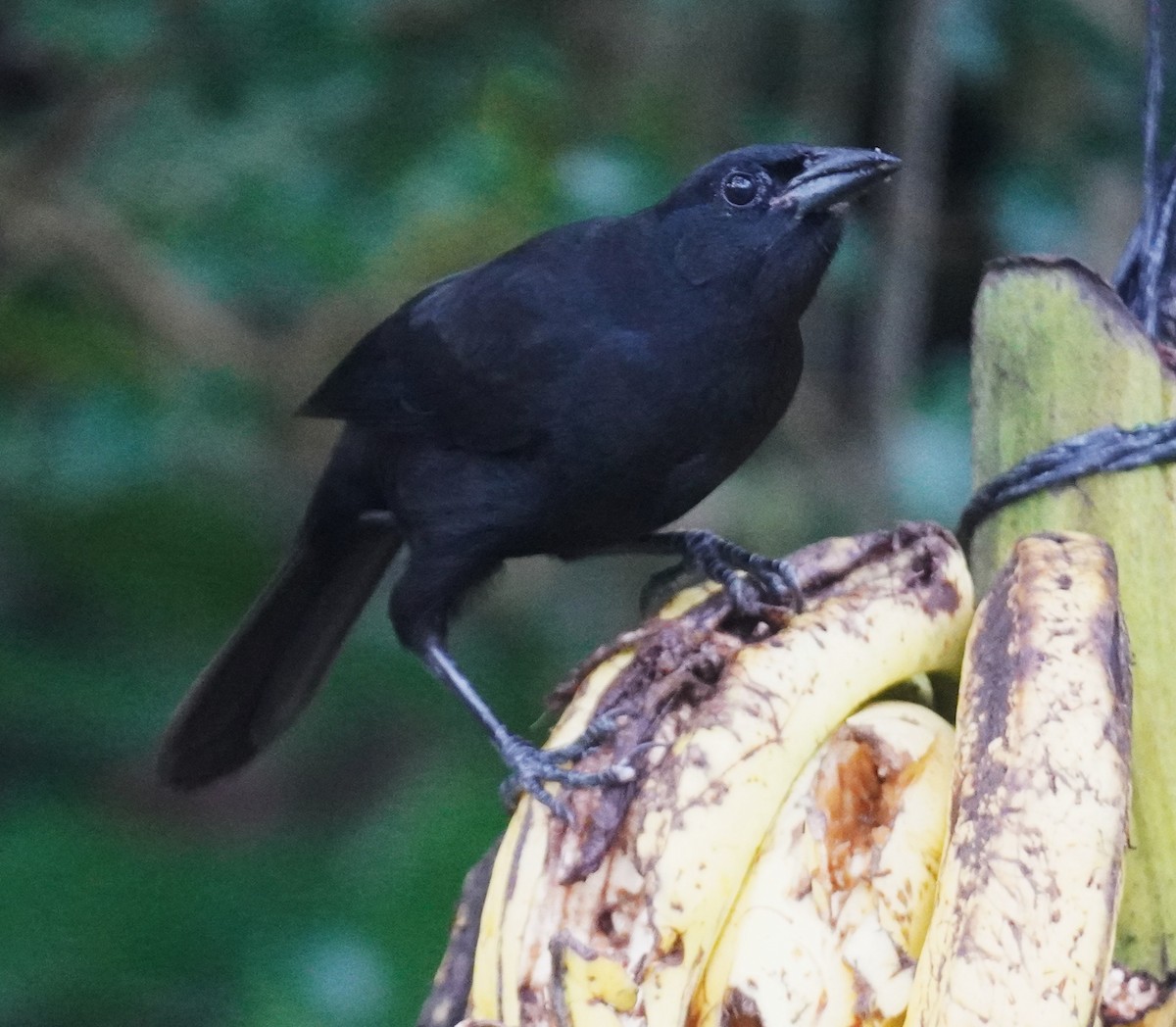 Melodious Blackbird - ML645348004