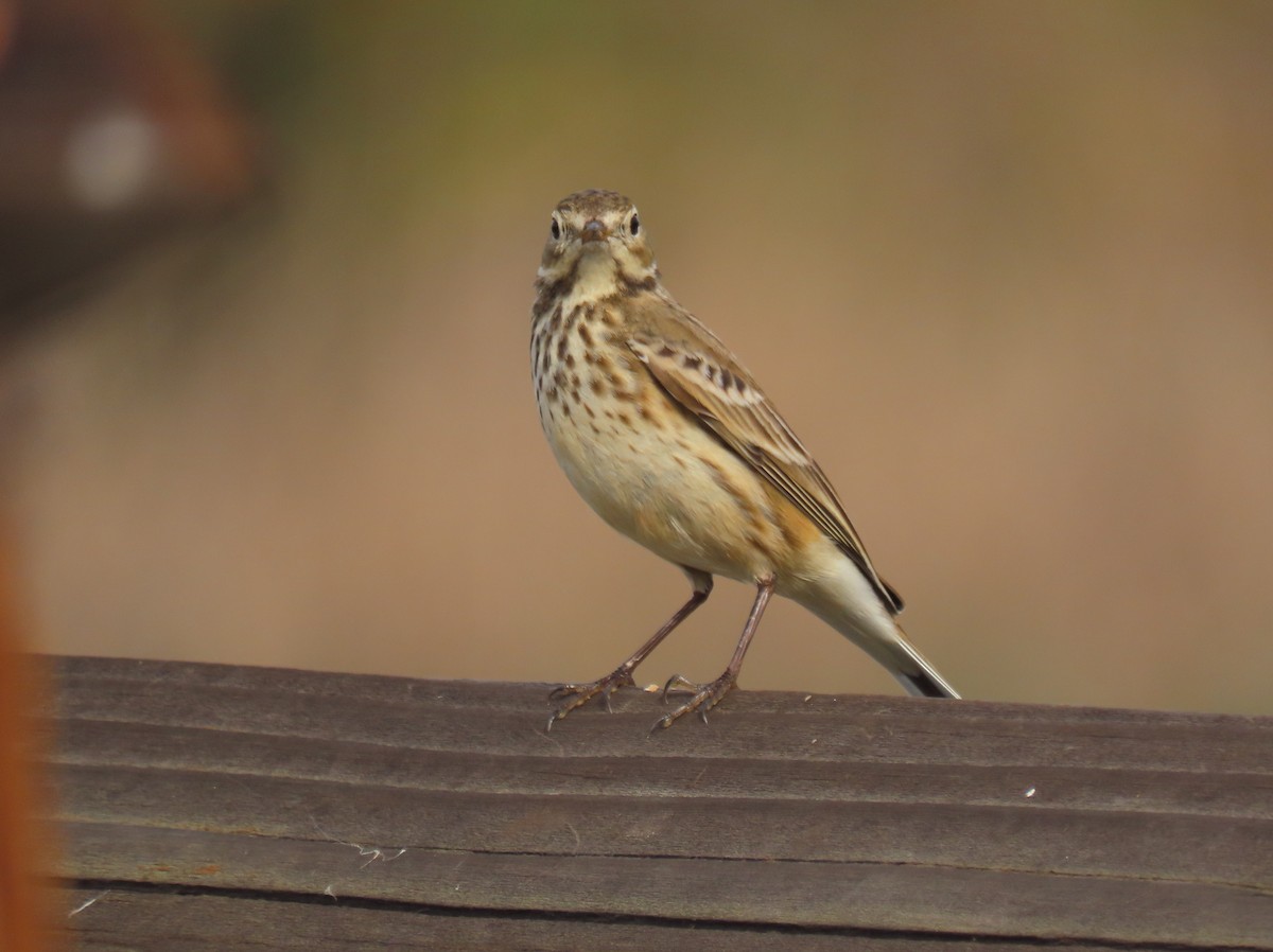 American Pipit - ML645348009