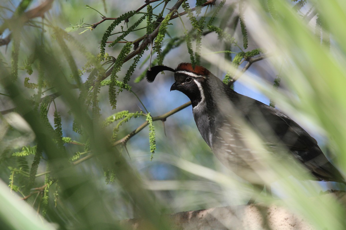 Gambel's Quail - ML645348032