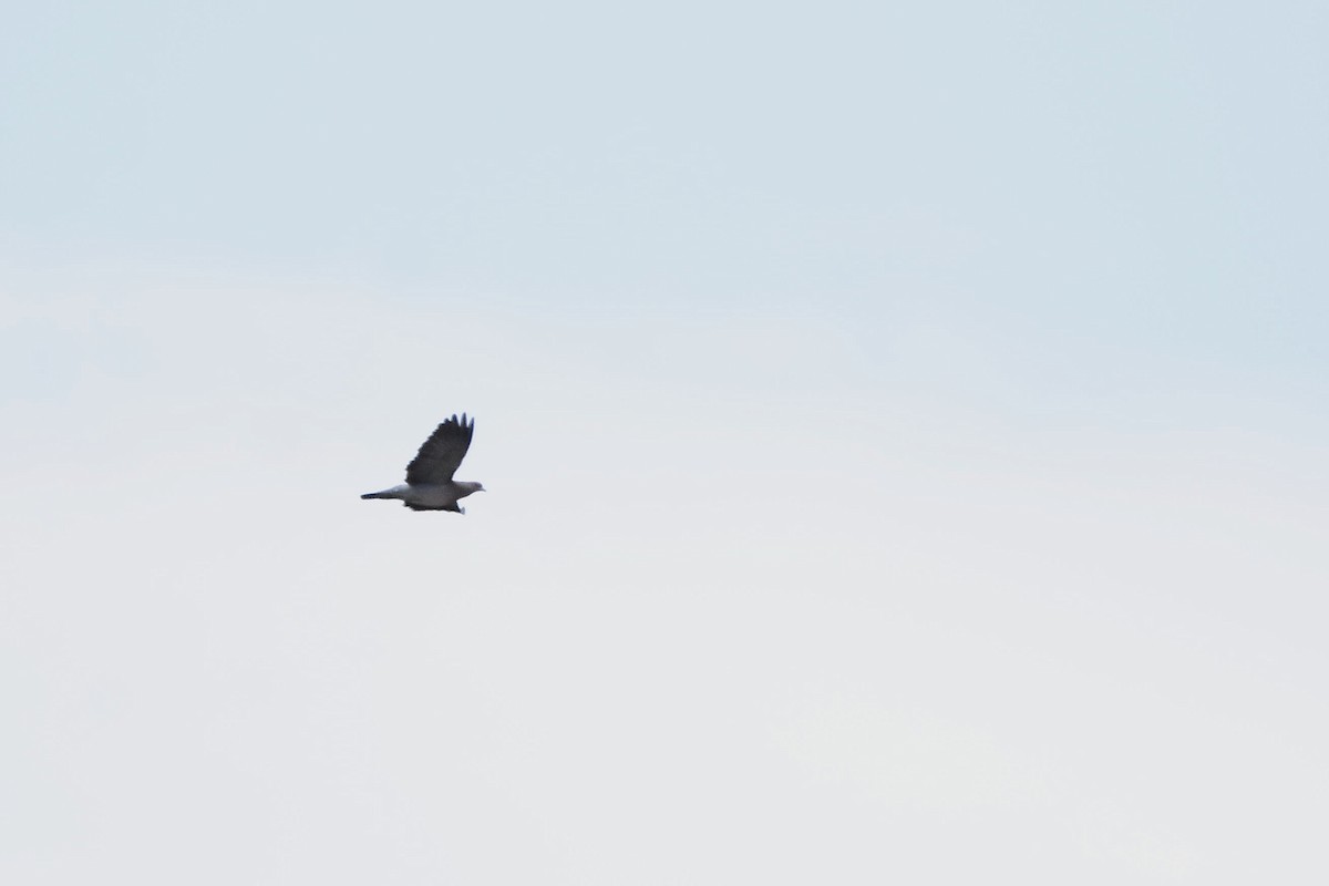 Paloma Picazuró - ML645348056