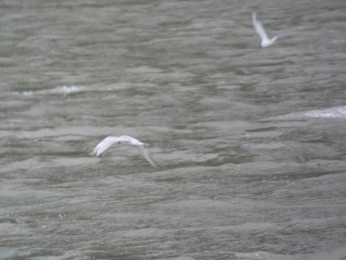 Whiskered Tern - ML645348057