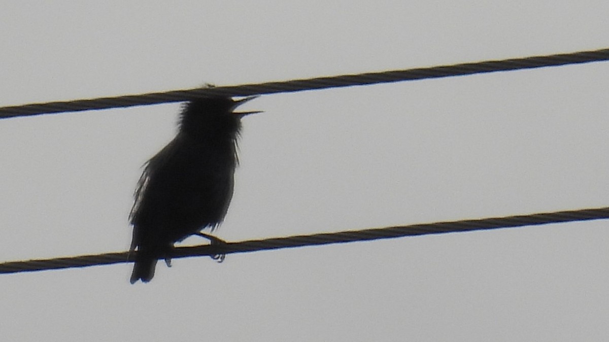 Spotless Starling - ML645348061