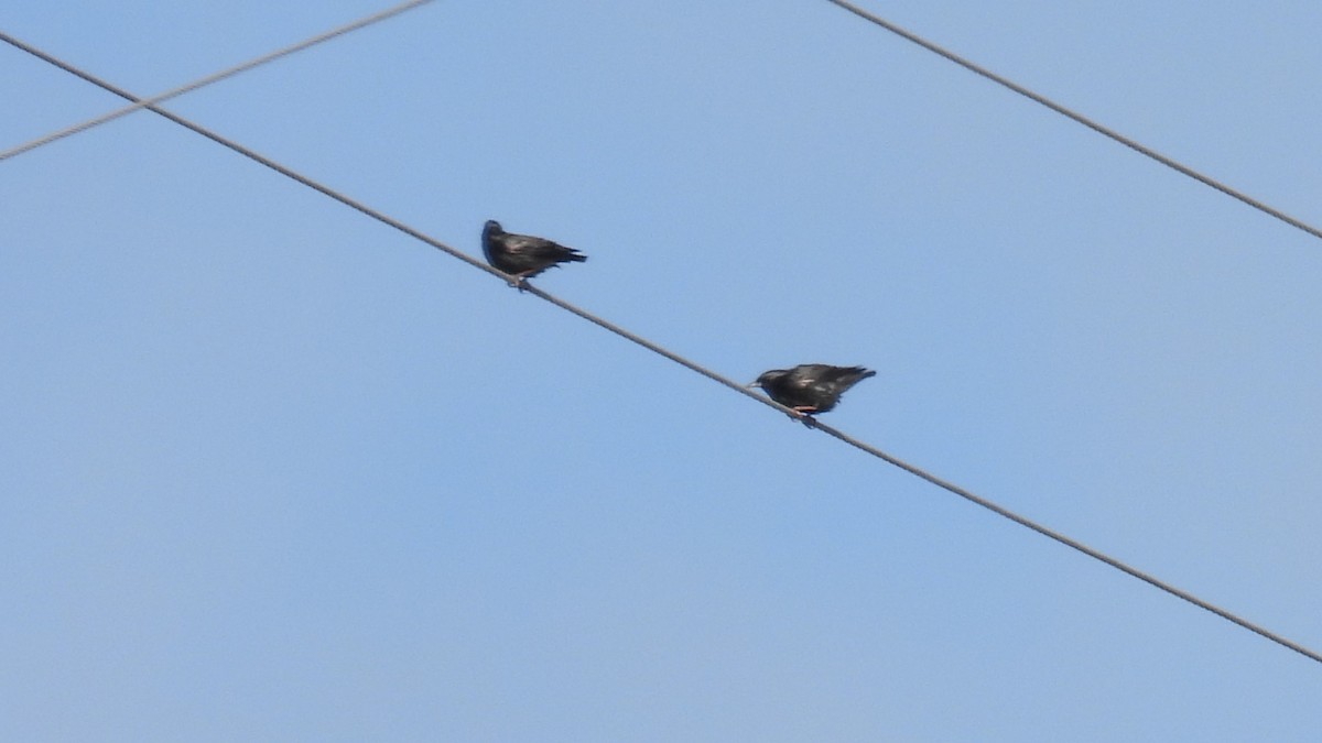 Spotless Starling - ML645348062