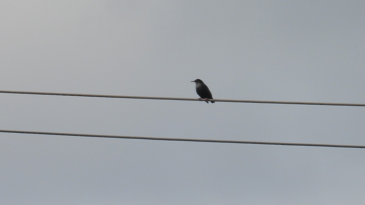 Spotless Starling - ML645348063