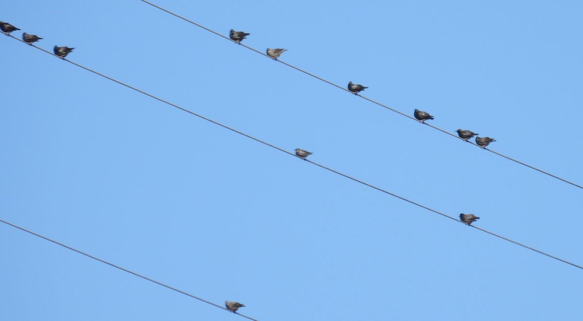 Spotless Starling - ML645348064