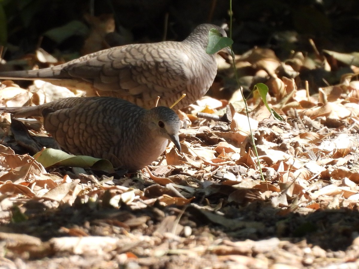 holoubek mexický - ML645348067