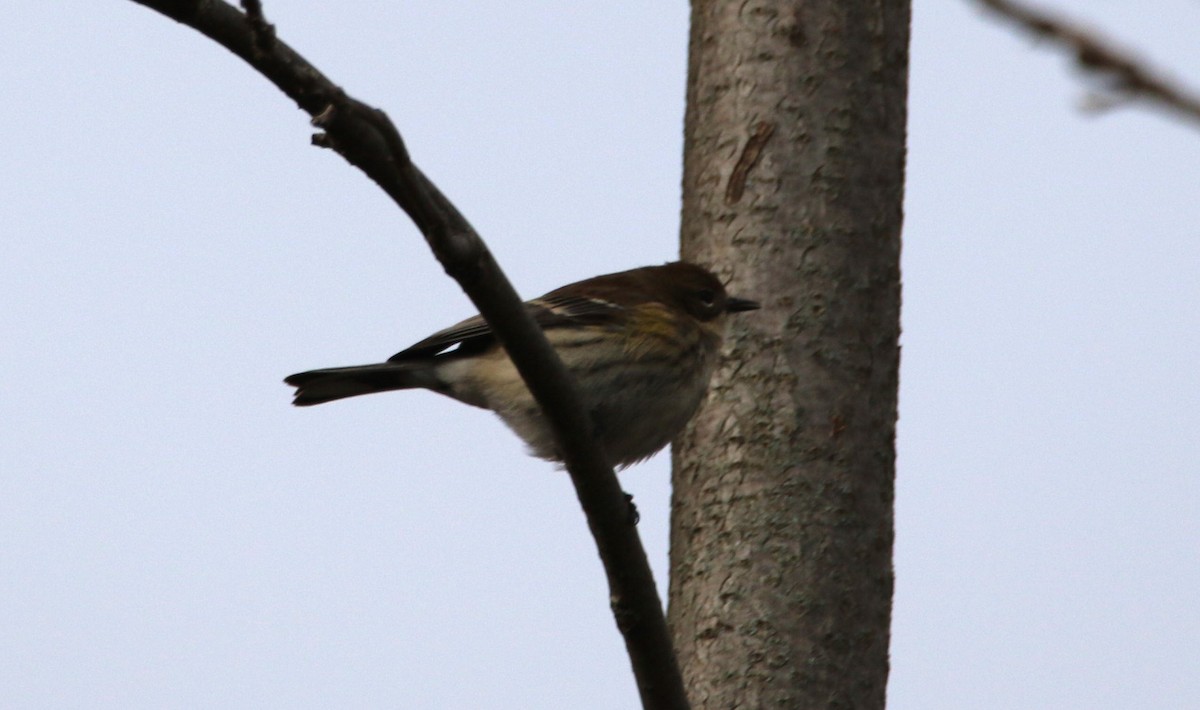 Yellow-rumped Warbler - ML645348075