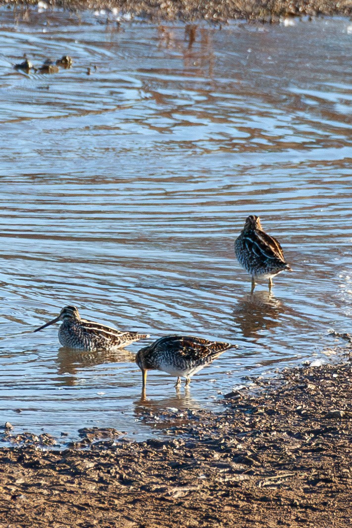Wilson's Snipe - ML645348084