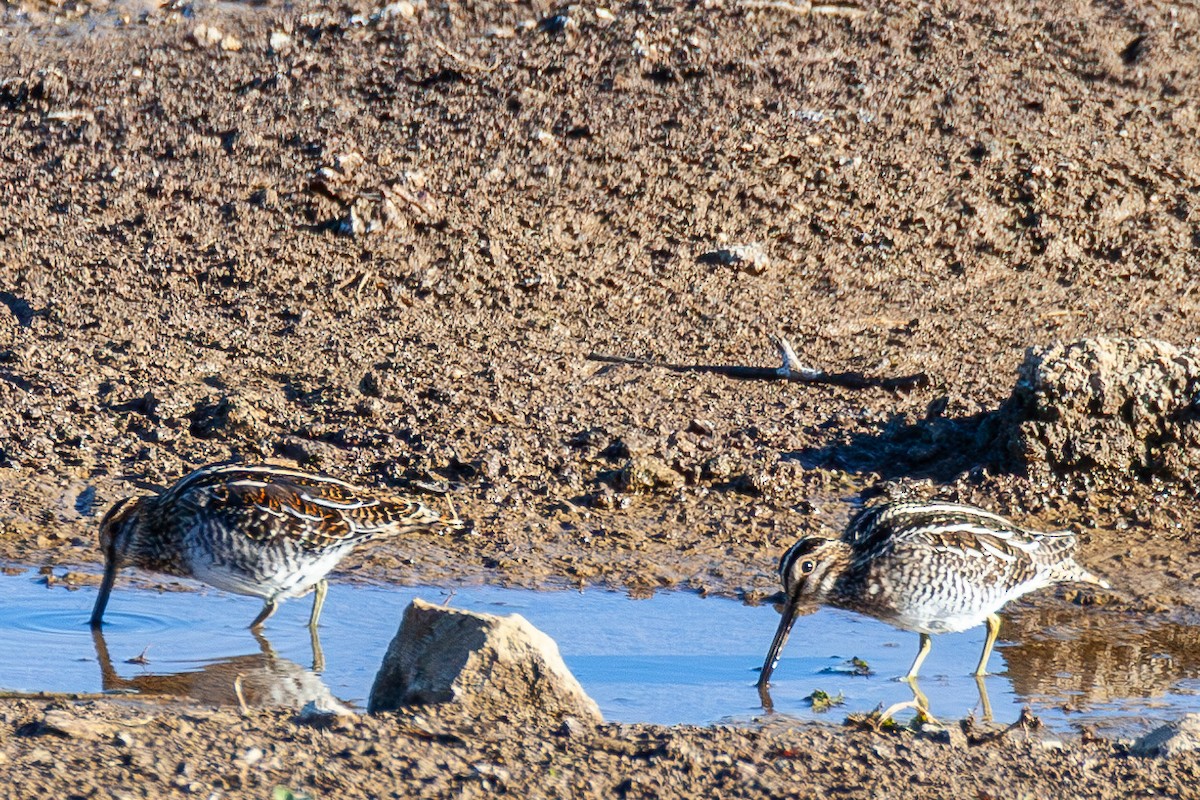 Wilson's Snipe - ML645348097