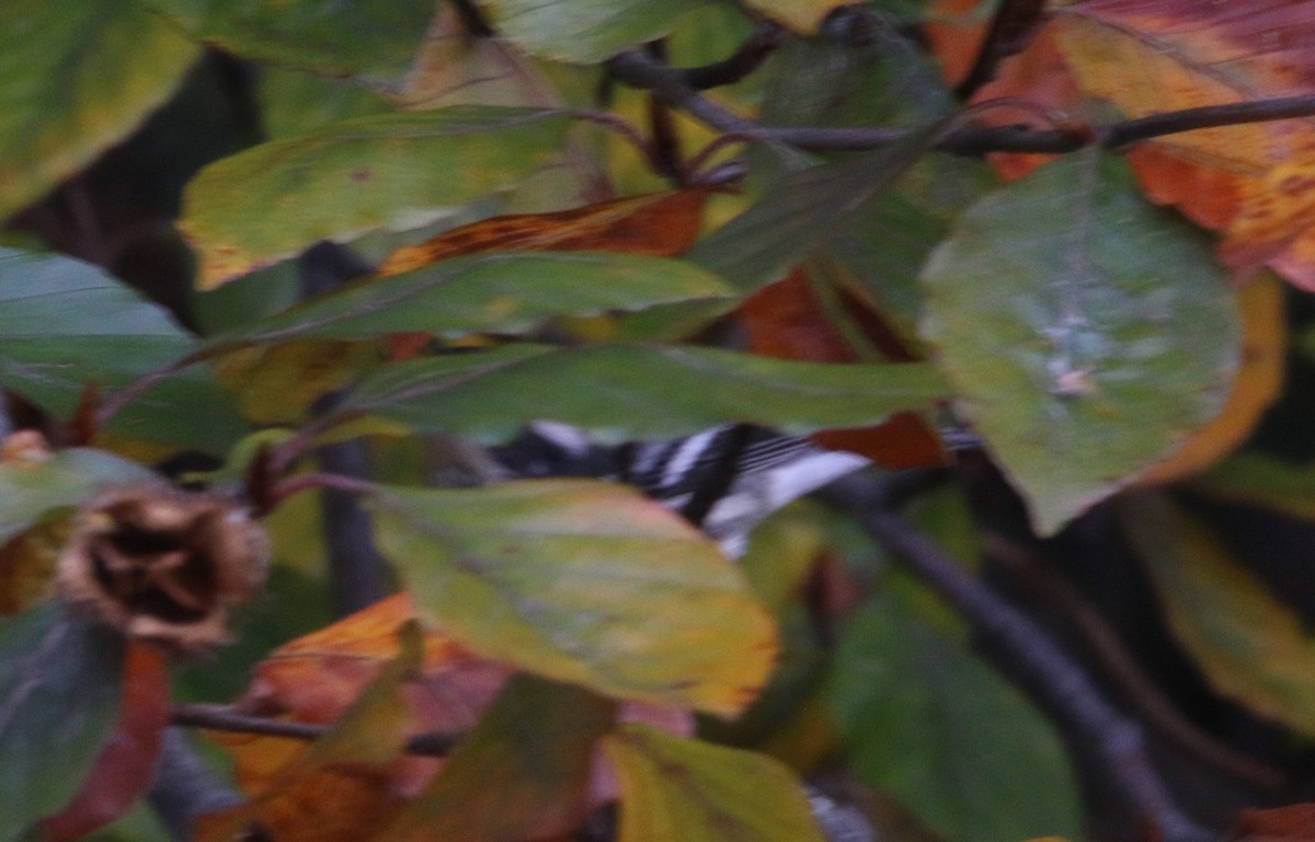 Black-throated Gray Warbler - ML645348098