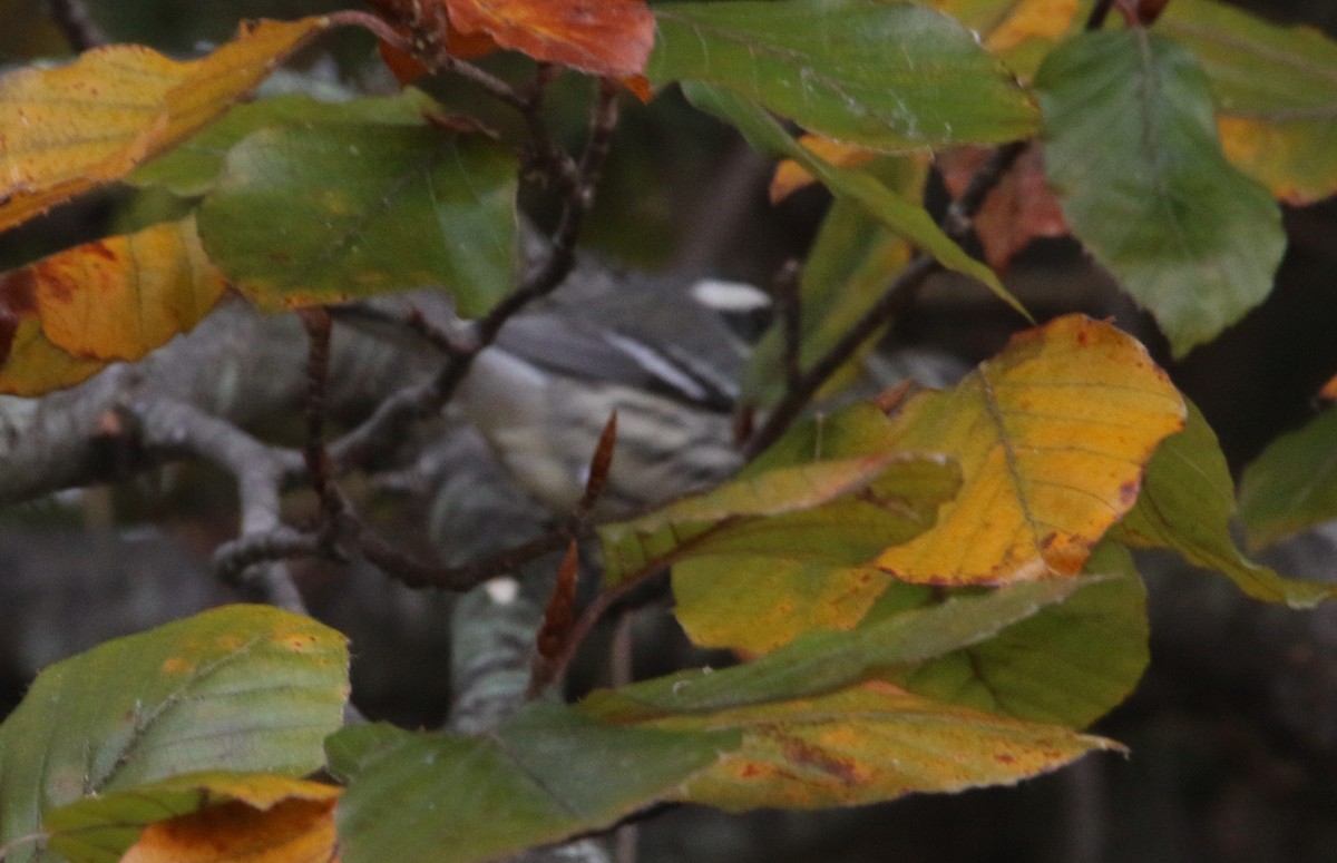Black-throated Gray Warbler - ML645348099