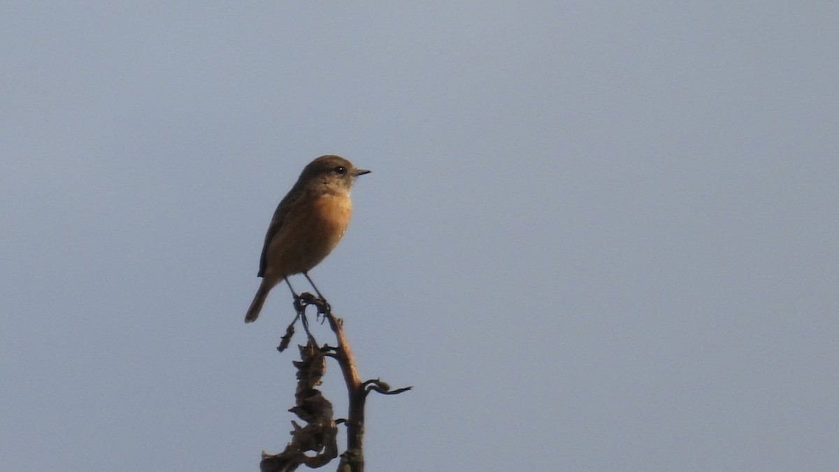 Трав'янка чорноголова - ML645348100