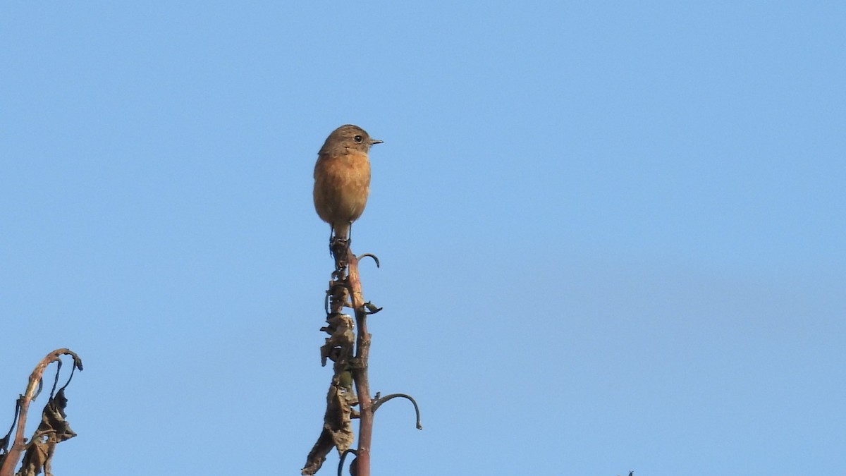 Трав'янка чорноголова - ML645348101