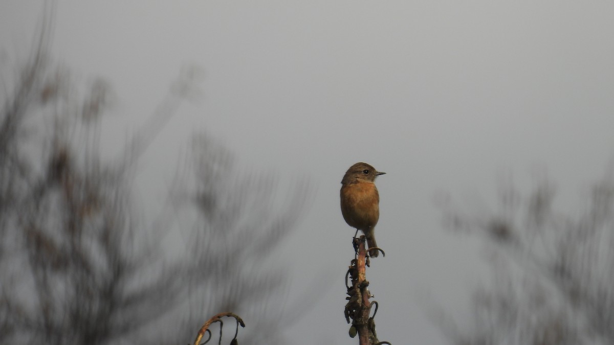 Трав'янка чорноголова - ML645348103