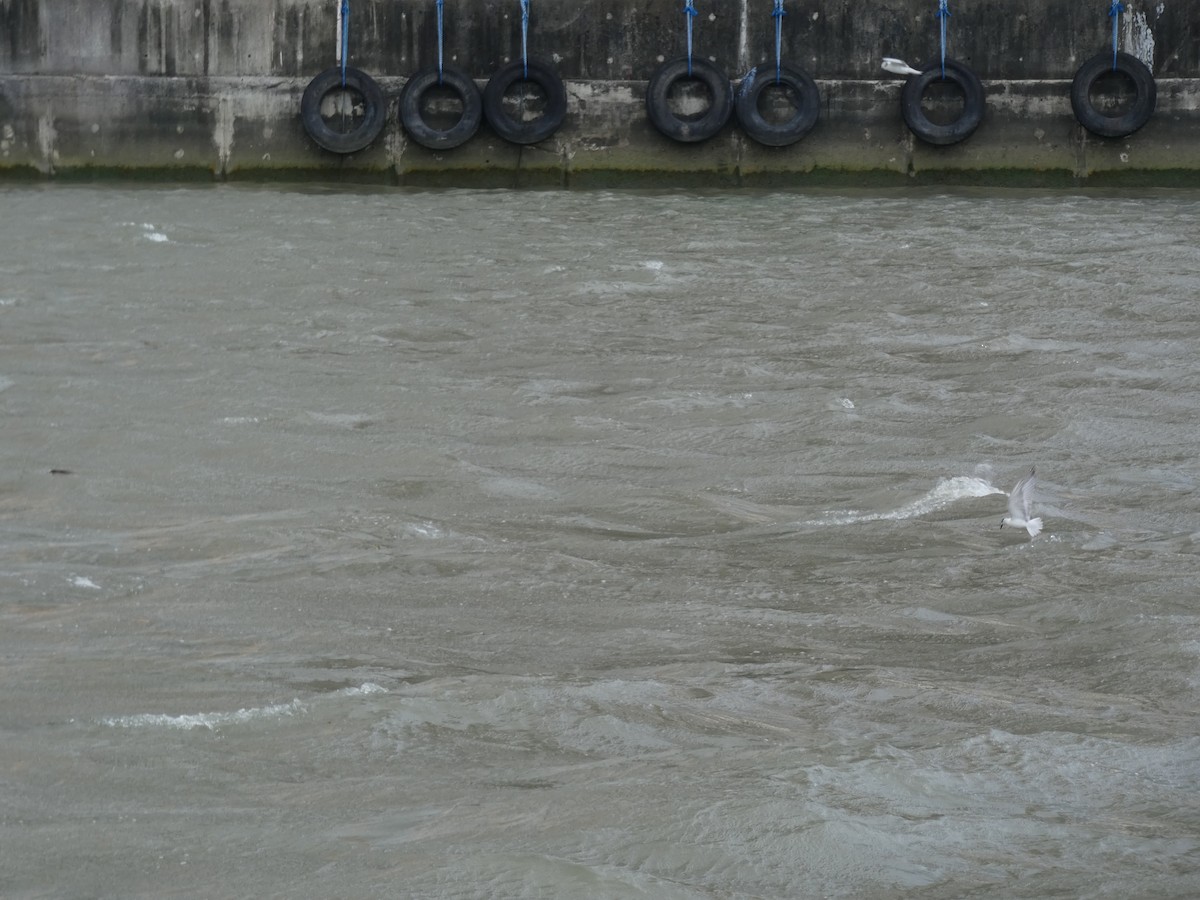 Whiskered Tern - ML645348104
