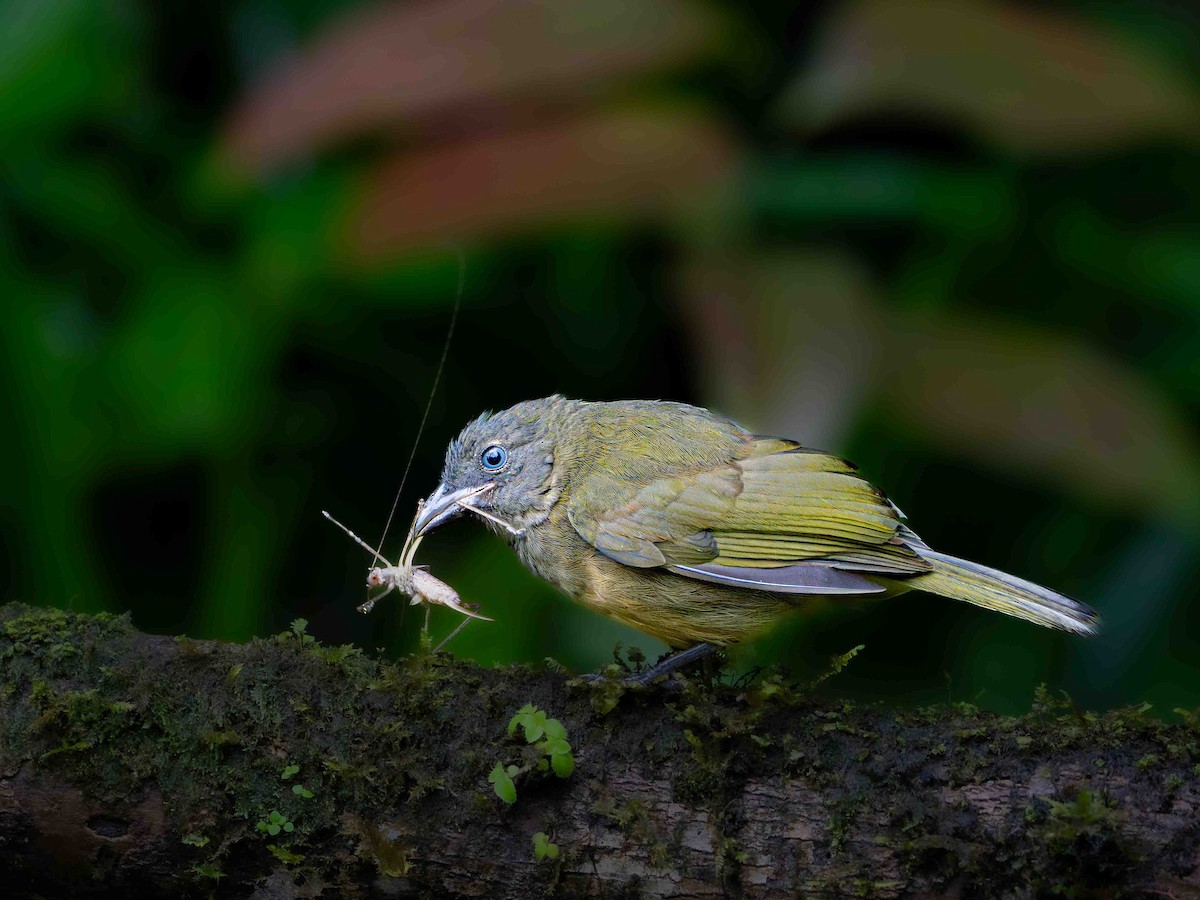 Ochre-breasted Tanager - ML645348112