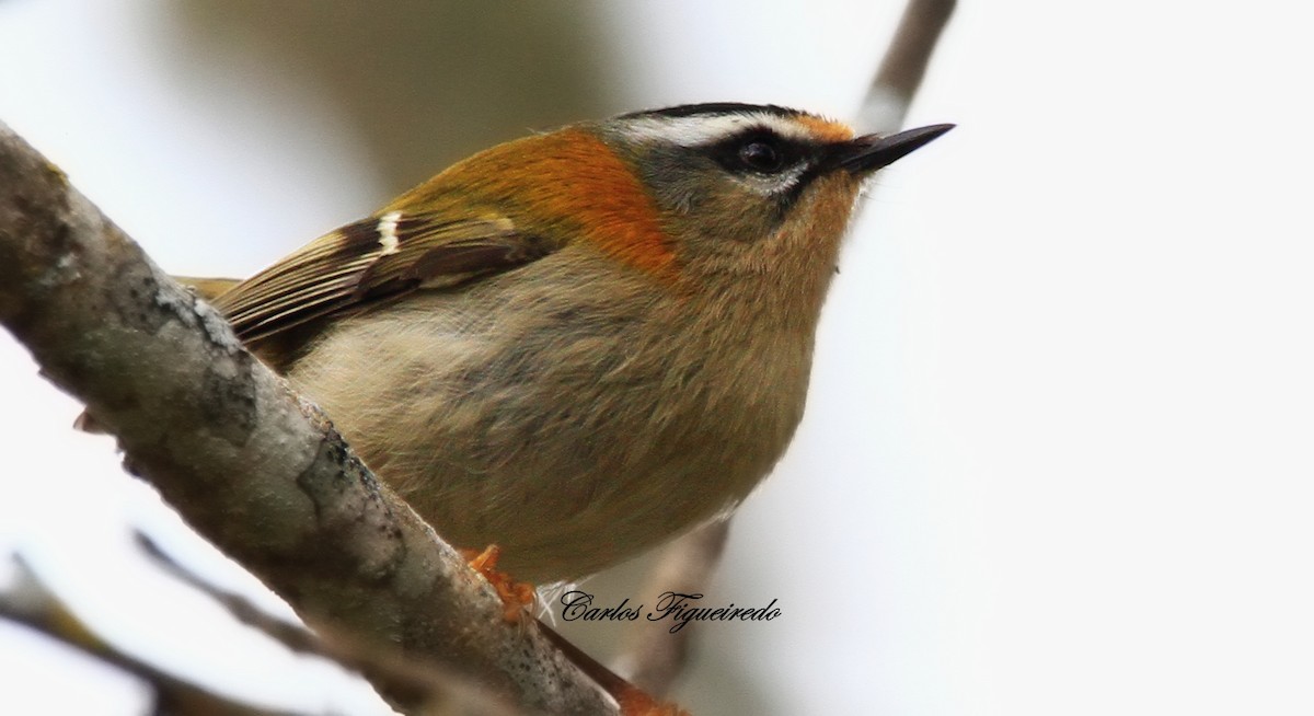 Common Firecrest - ML645348113