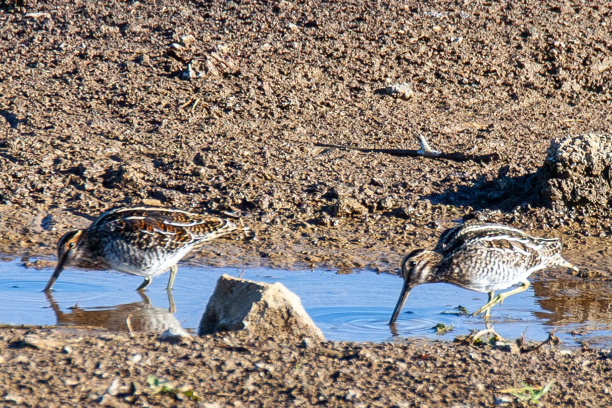 Wilson's Snipe - ML645348114