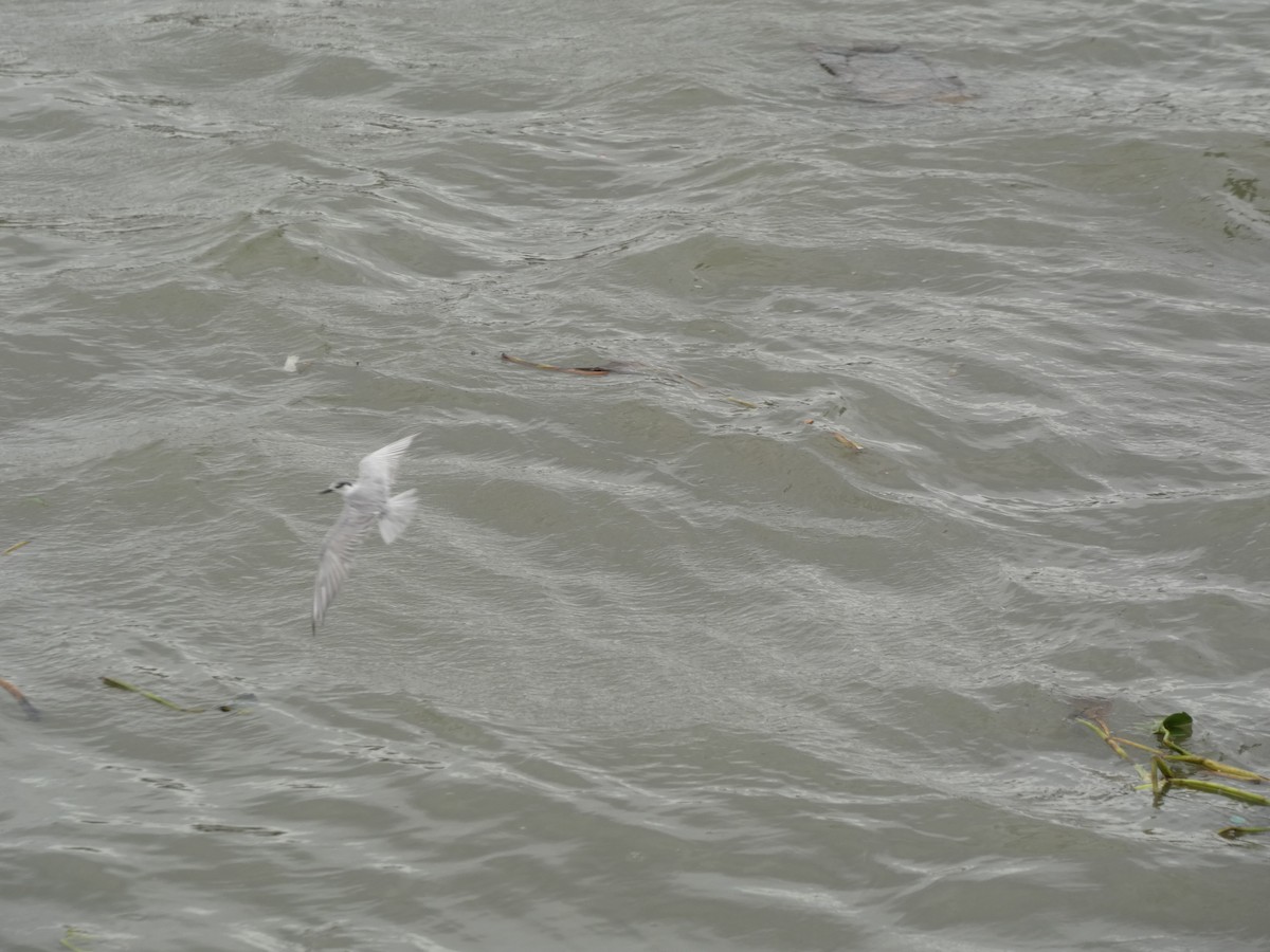 Whiskered Tern - ML645348139