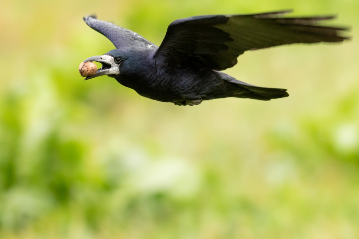 Ekin Kargası - ML645348141