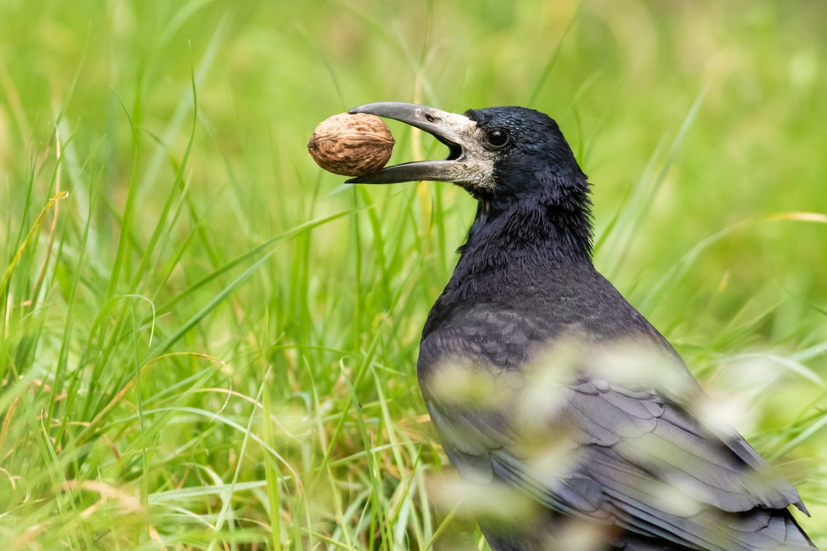 Ekin Kargası - ML645348145