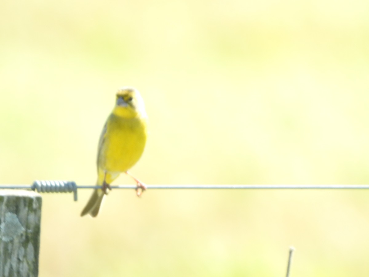 Короткоклювый зерноед - ML645348154