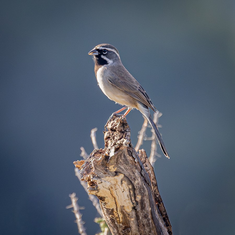 Black-throated Sparrow - ML645348156