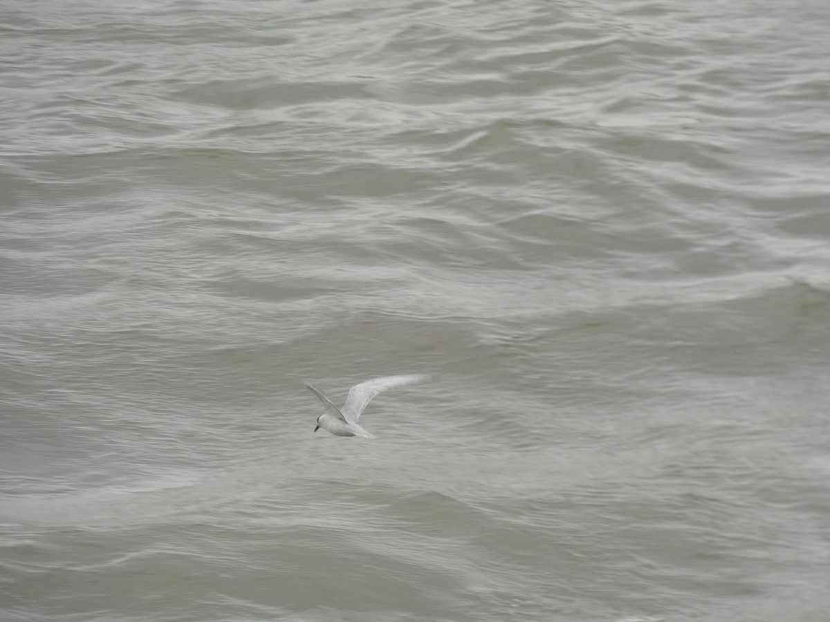 Whiskered Tern - ML645348197