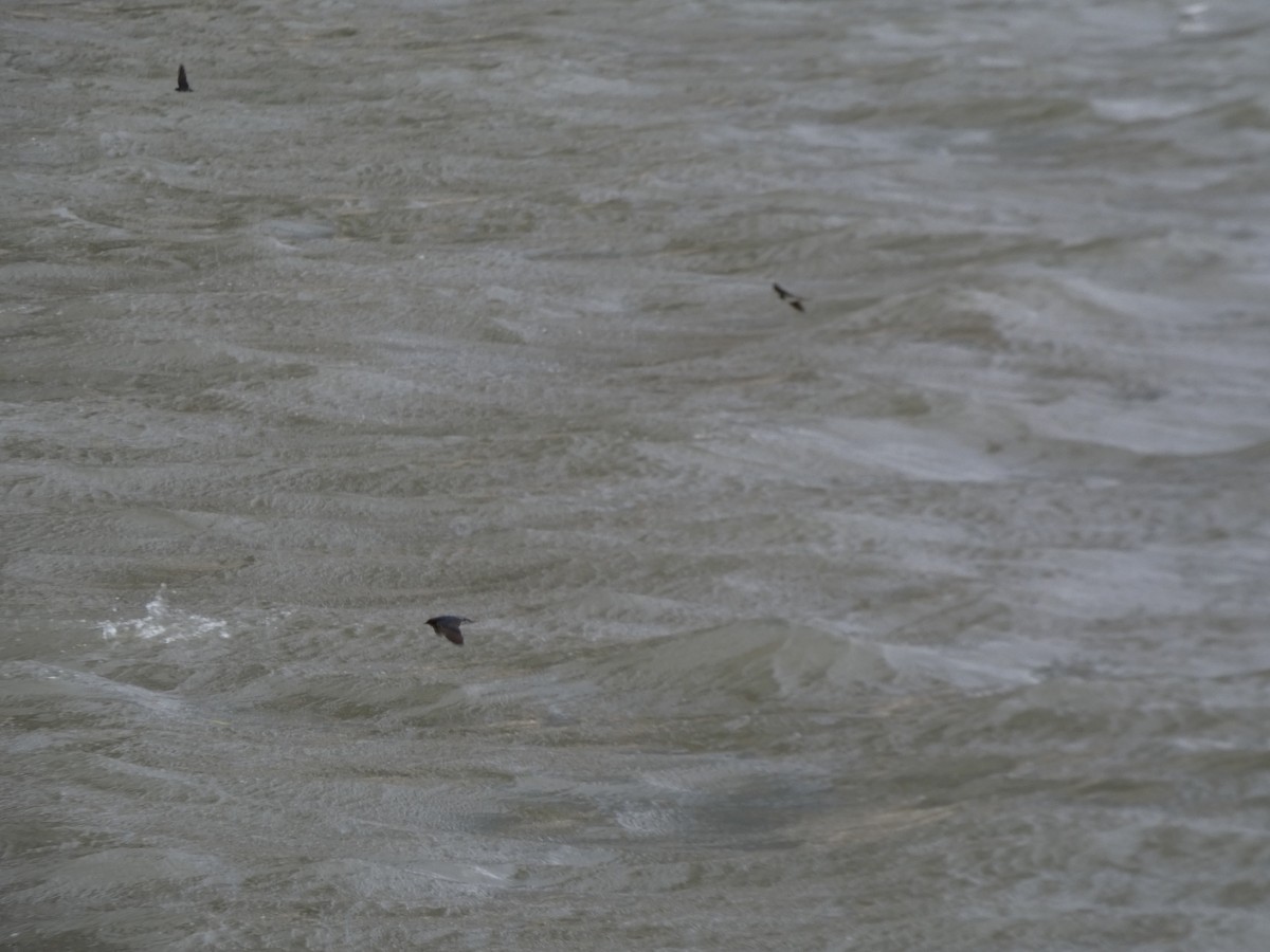 Gray-rumped Swiftlet - ML645348207