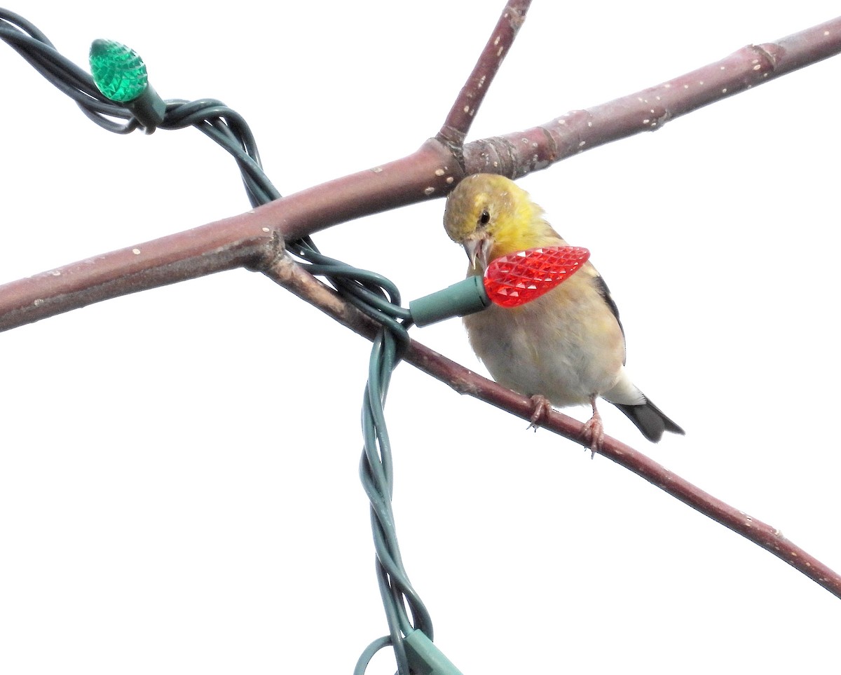 オウゴンヒワ - ML645348215