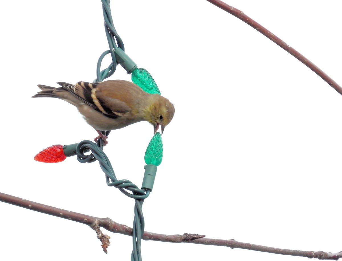 オウゴンヒワ - ML645348216