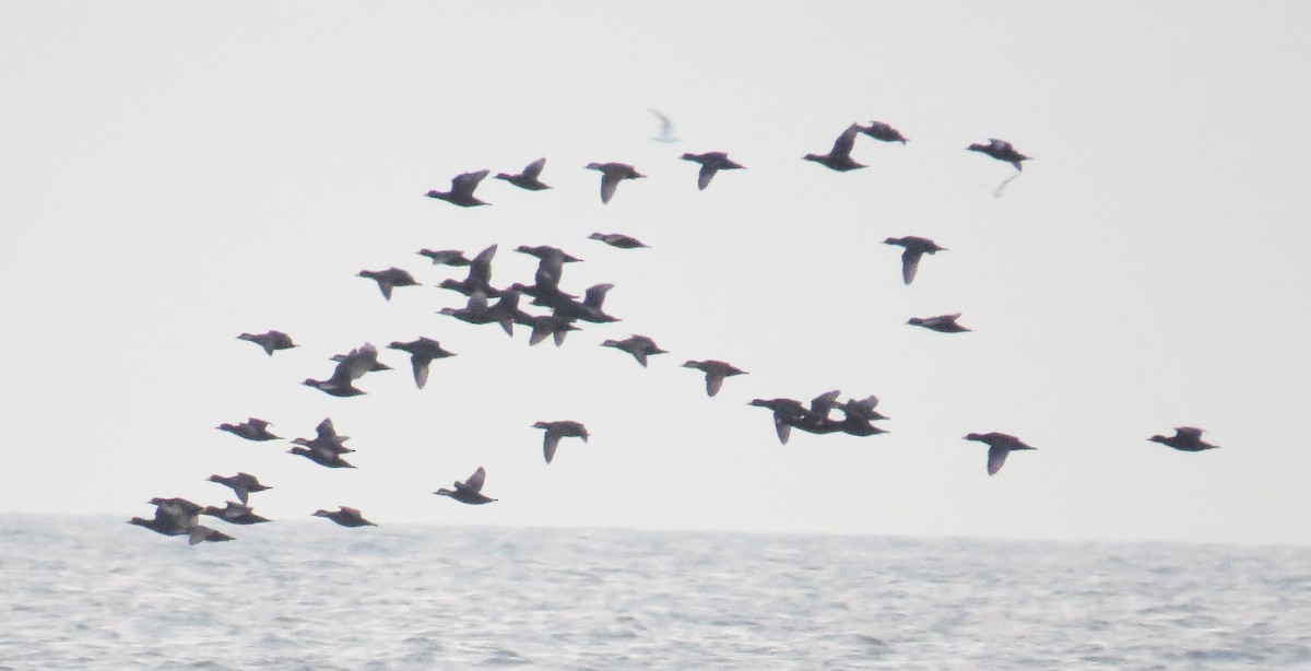 クロガモ - ML645348226