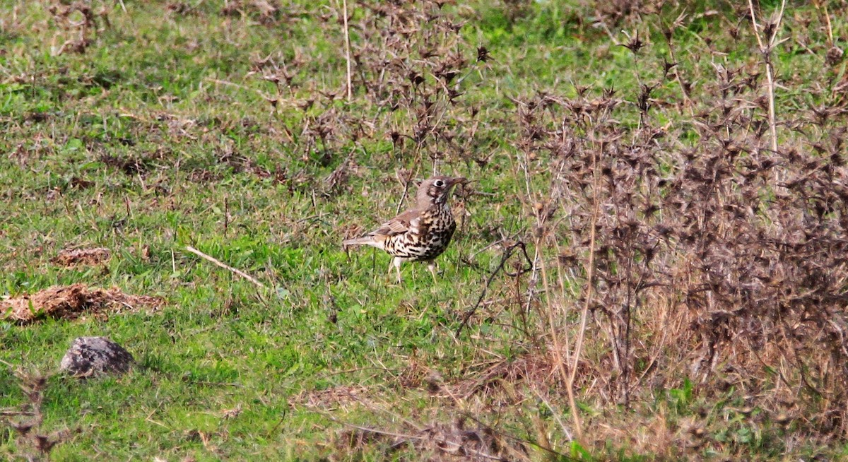 Mistle Thrush - ML645348232