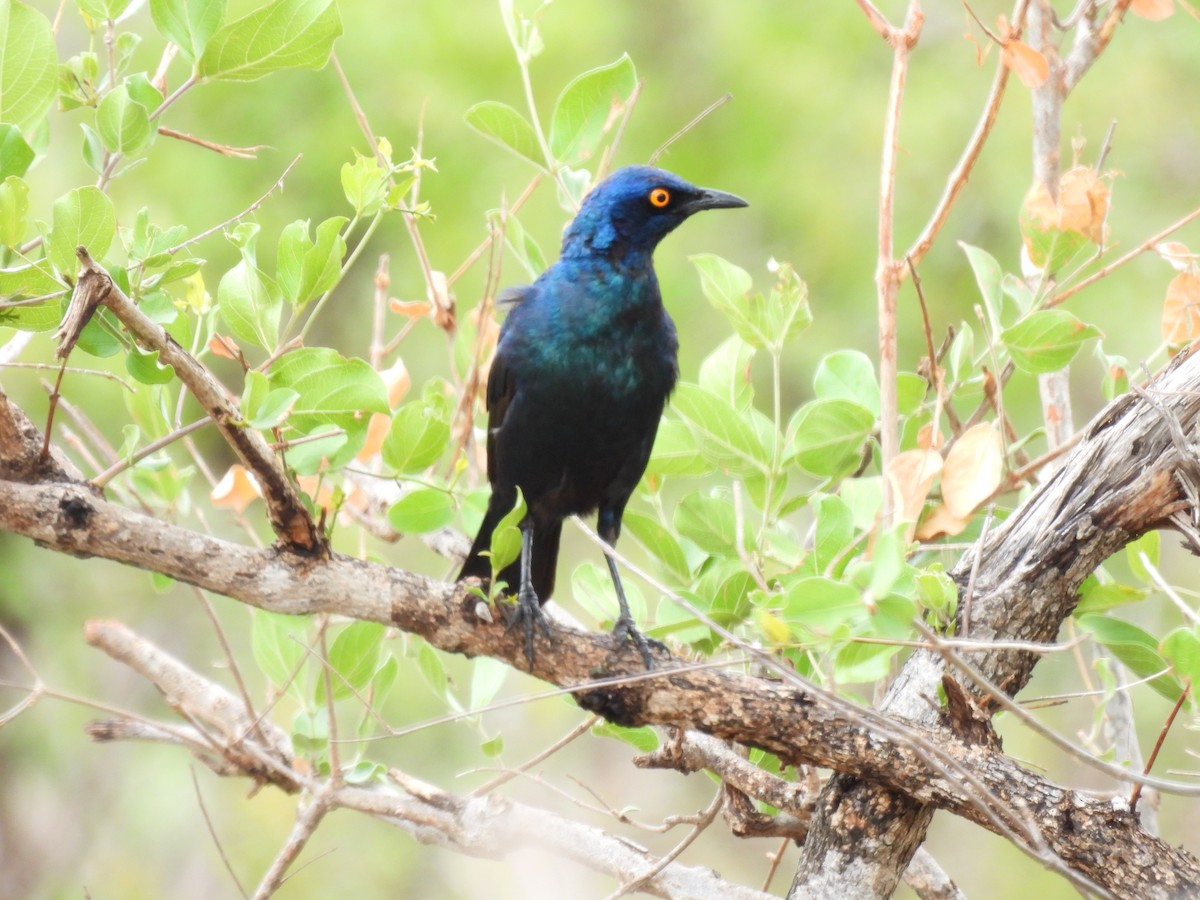 Grünschwanz-Glanzstar - ML645348235