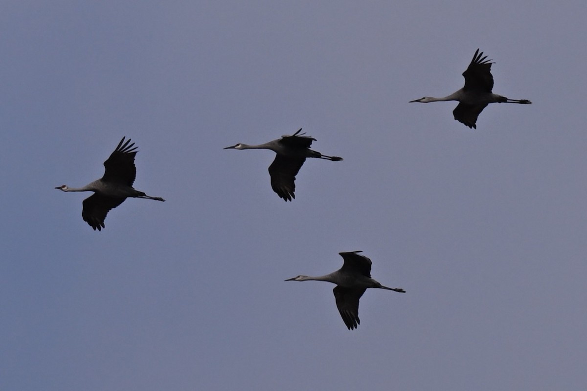 Sandhill Crane - ML645348242