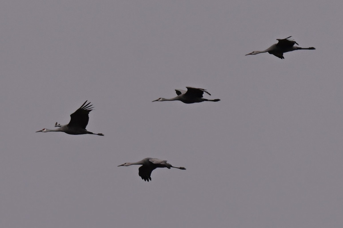 Sandhill Crane - ML645348243