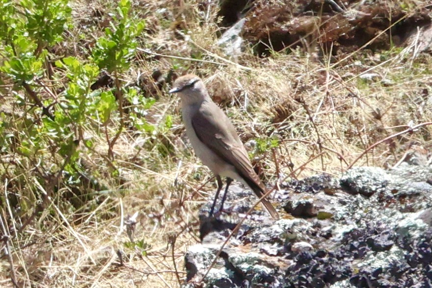 Dormilona Cejiblanca - ML645348250