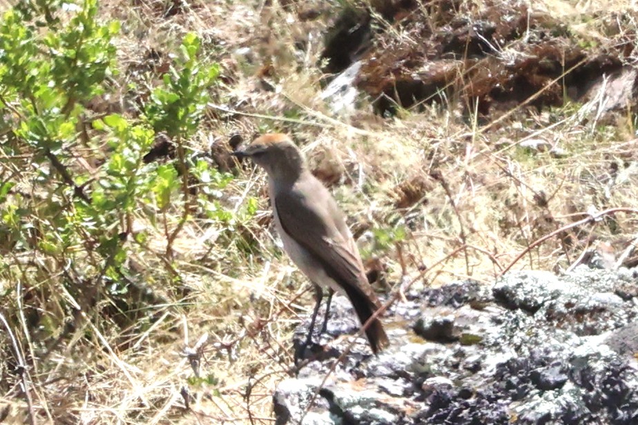 Dormilona Cejiblanca - ML645348251