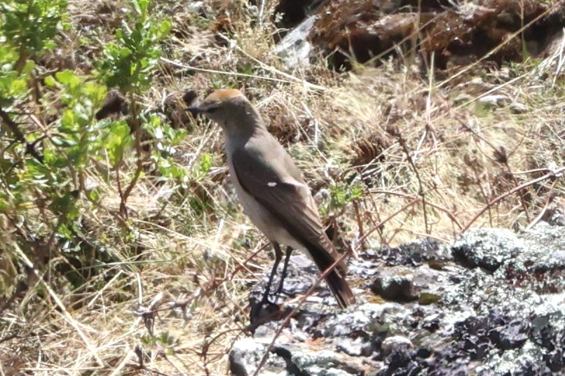 Dormilona Cejiblanca - ML645348252