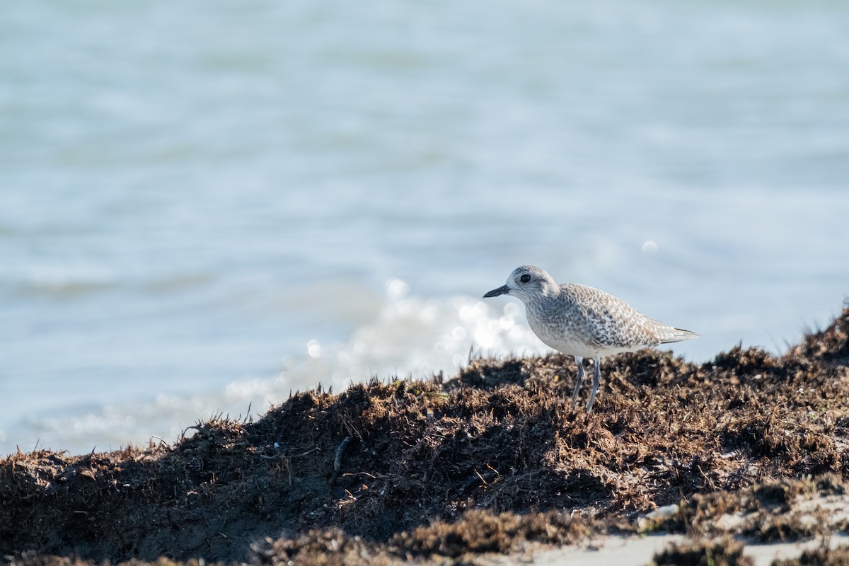 Black-bellied Plover - ML645348267