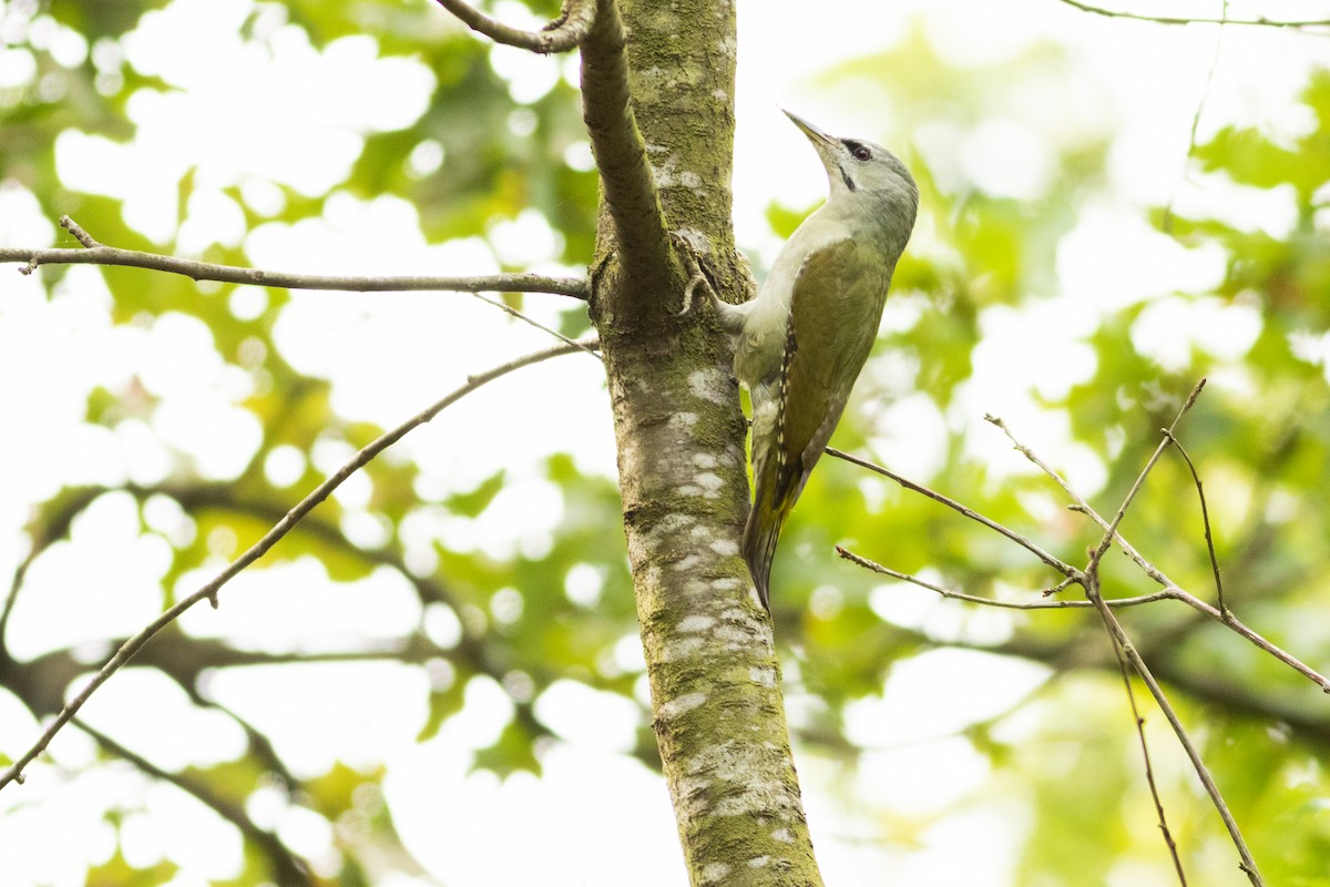 Жовна сива - ML645348271