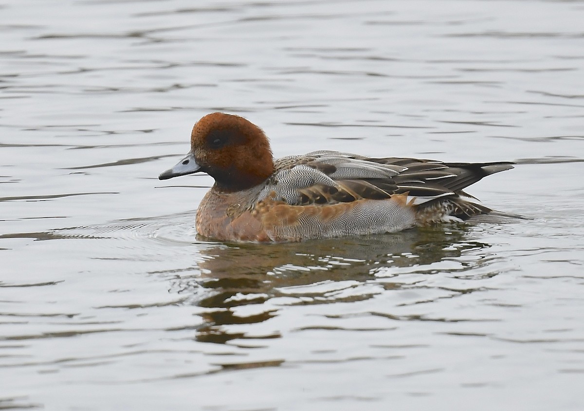 Fischione - ML645348272