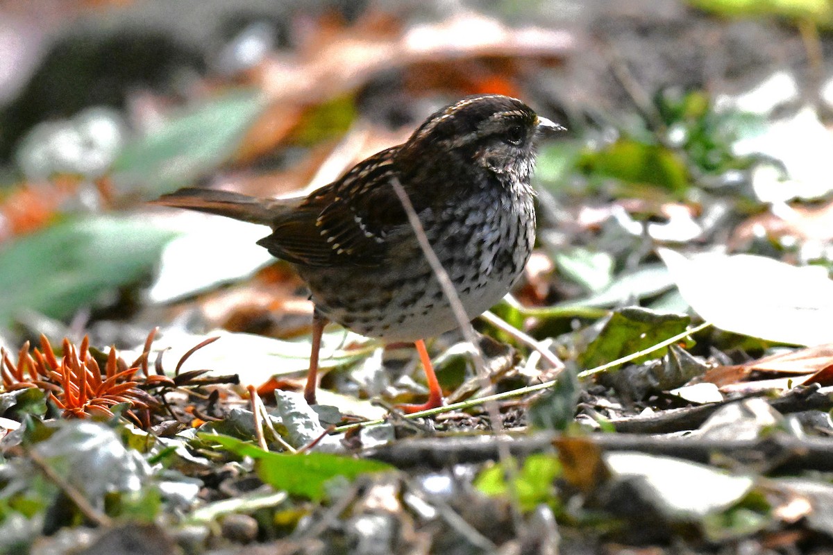 White-throated Sparrow - ML645348293