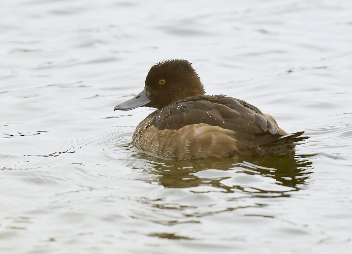 Moretta - ML645348297