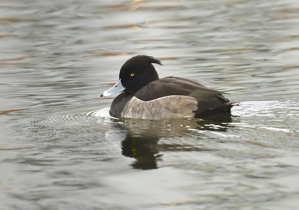 Moretta - ML645348298