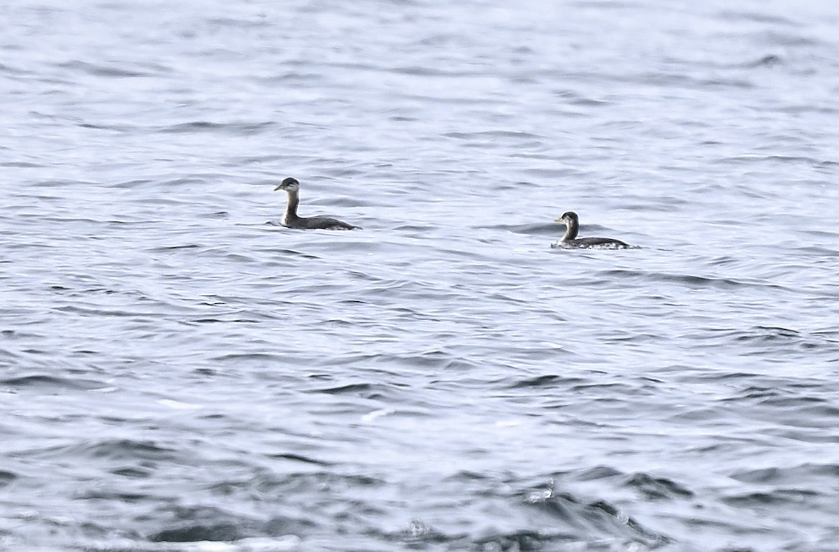 Буурал шунгуур - ML645348312